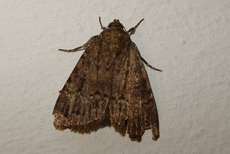 Amphipyra sp. - Noctuidae